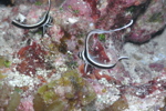 Two Juvenile Spotted Drum
