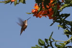 Hummingbird