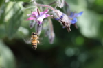 Bee in flight