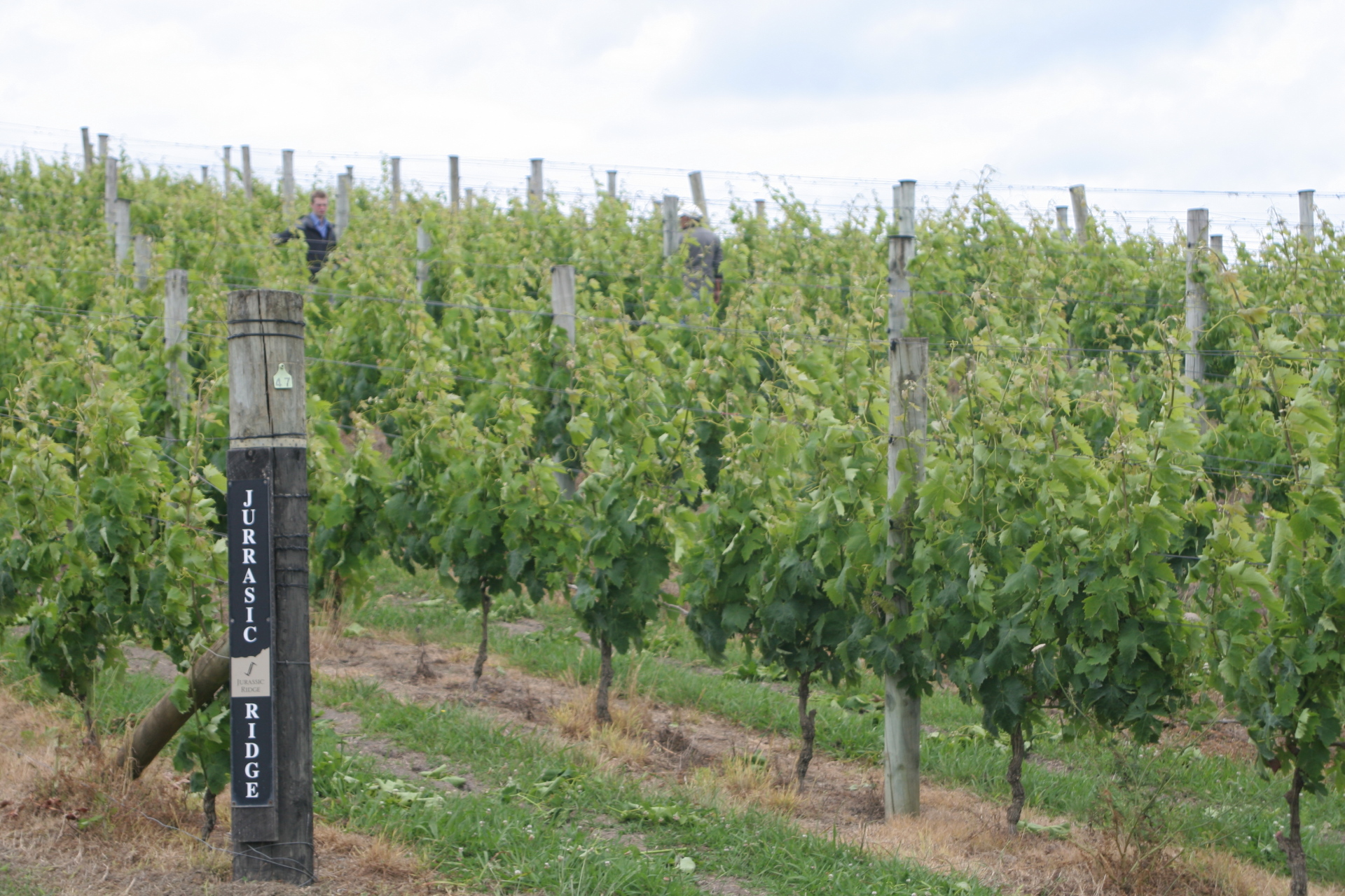 Winery on Waiheke Island (Dec 9, 2011)