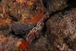 Crab in Rocks