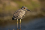 Yellow Crowned Night Heron