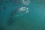 Whale Shark Feeding