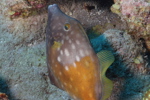 Triggerfish