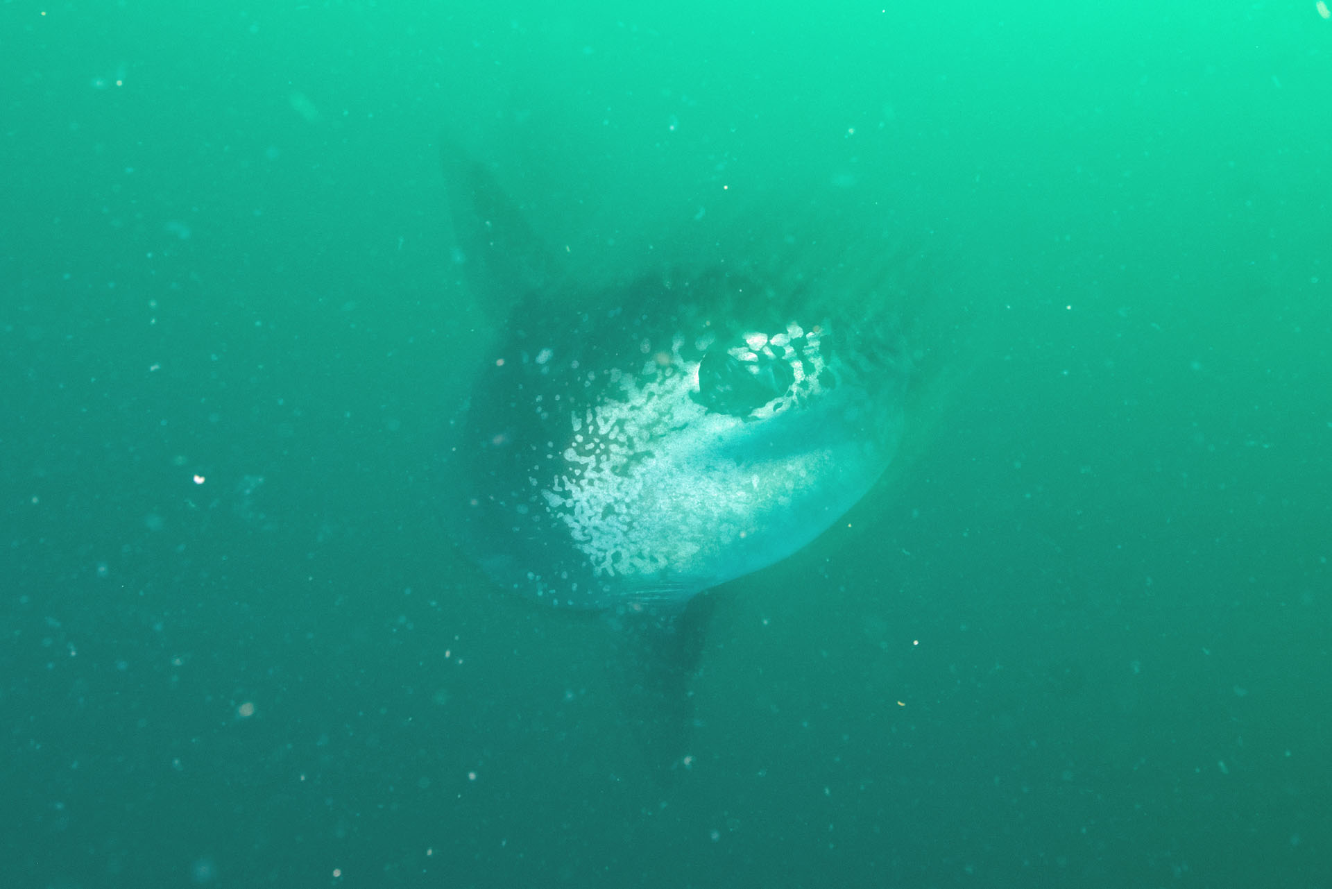 Mola Mola (May 27, 2024)