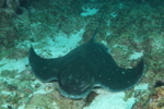 Bat Ray