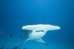One of the smaller hammerheads