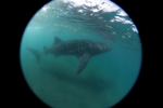 Whale Shark
