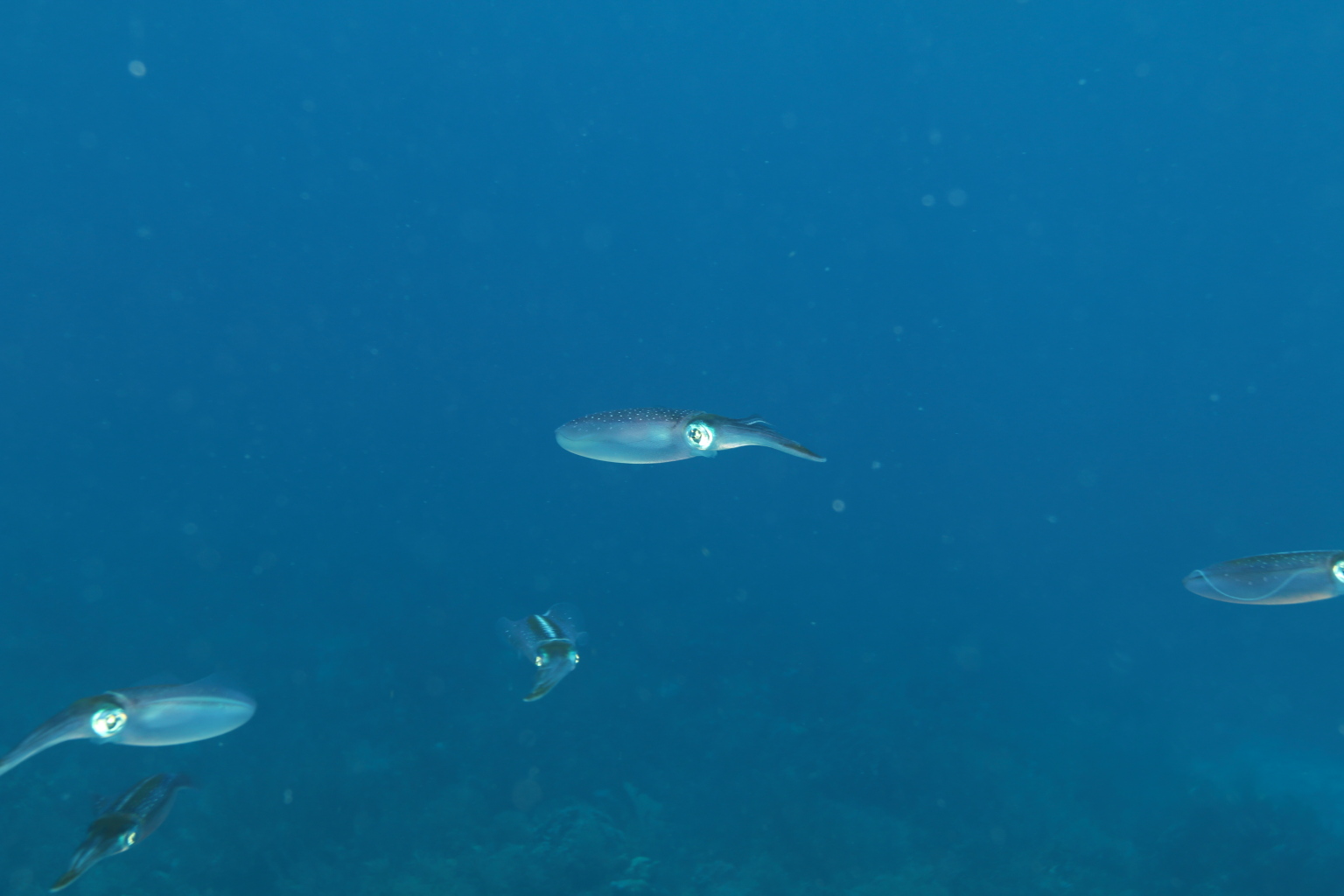 A school of squid (Sep 11, 2018)