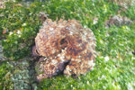 Galapagos Two Spot Octopus