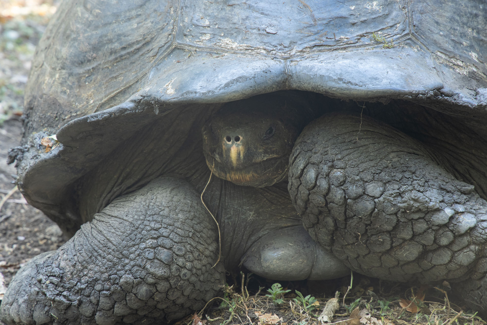 Giant Tortoise (May 31, 2024)