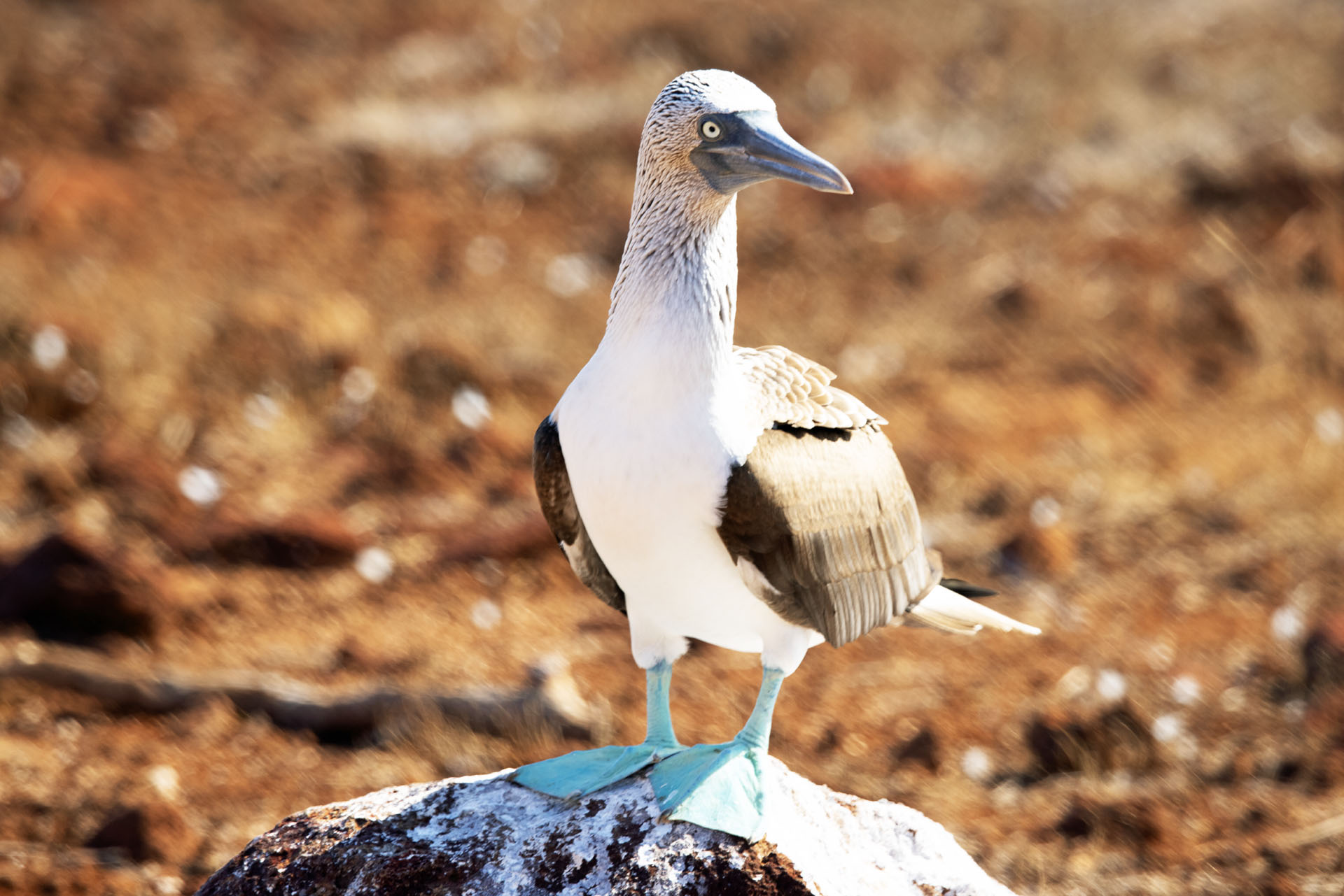 Blue Footed Booby (May 26, 2024)