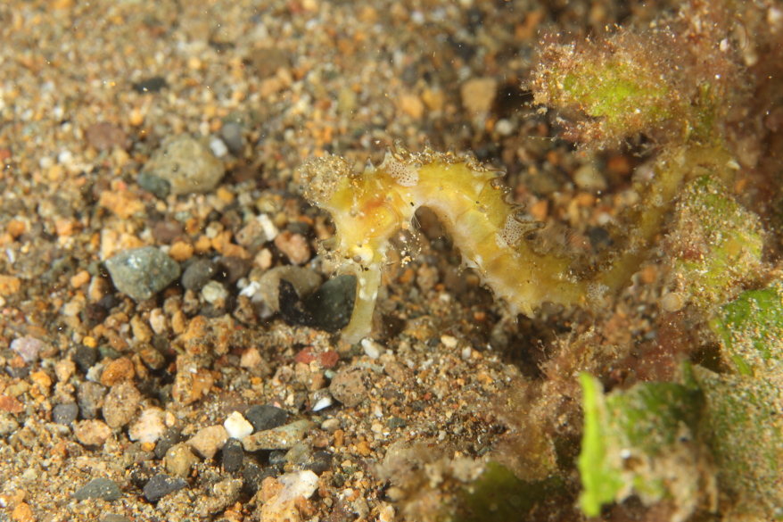 Thorny Seahorse (Oct 26, 2014)