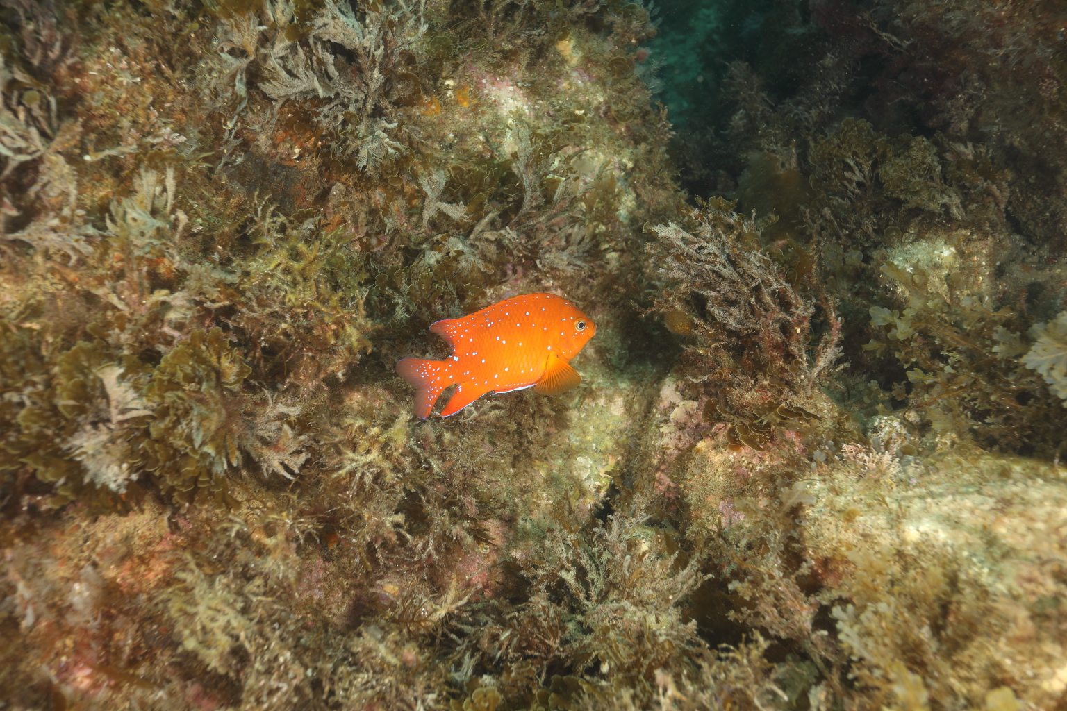 Juvenile Garibaldi (Jun 13, 2020)