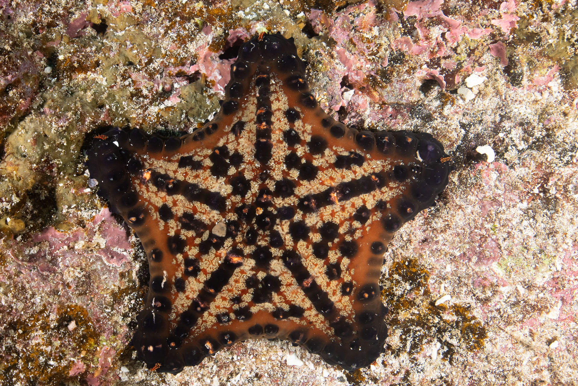 Chocolate Chip Sea Star (May 26, 2024)