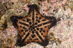 Chocolate Chip Sea Star