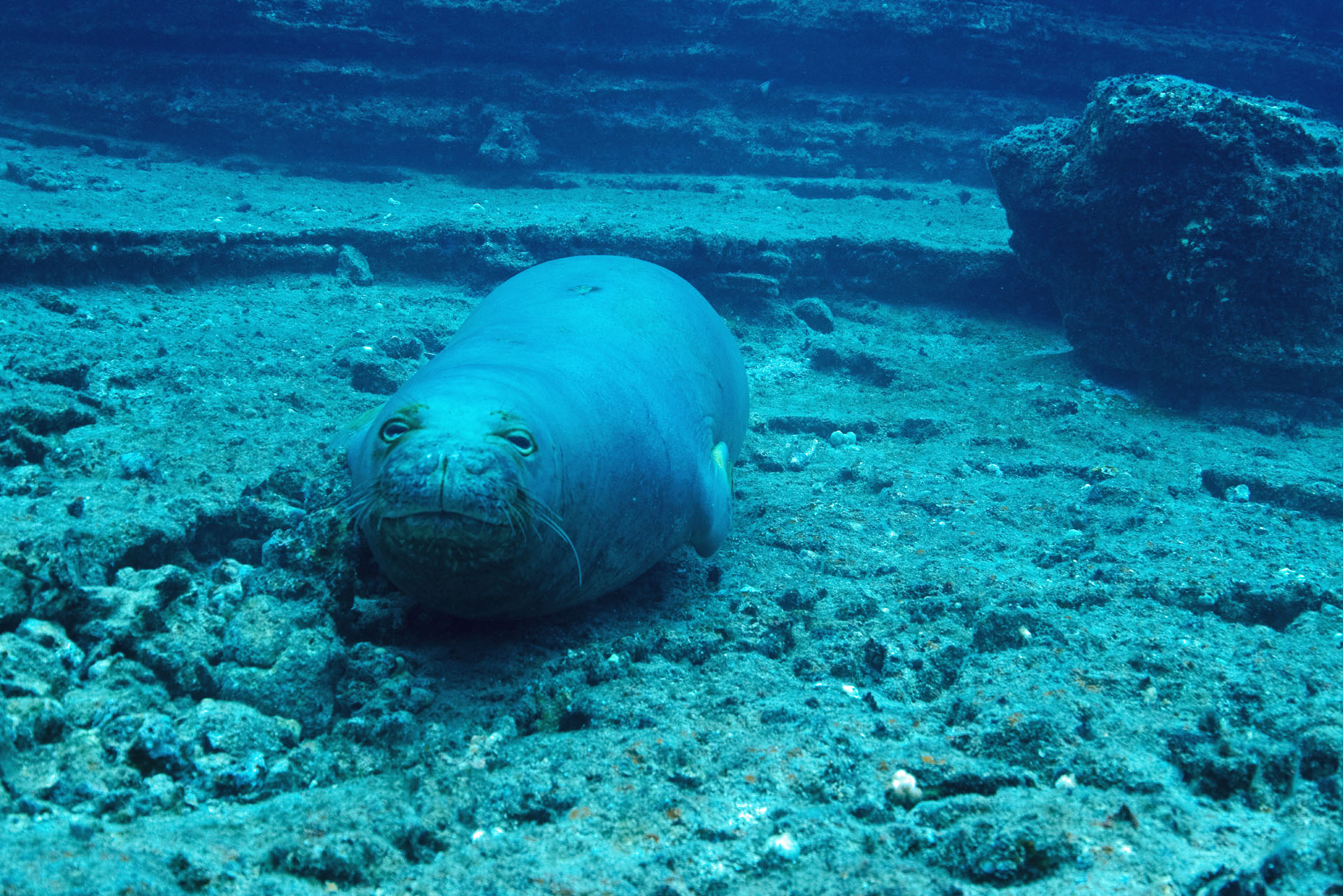 Monk Seal (Sep 10, 2024)