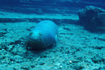 Monk Seal