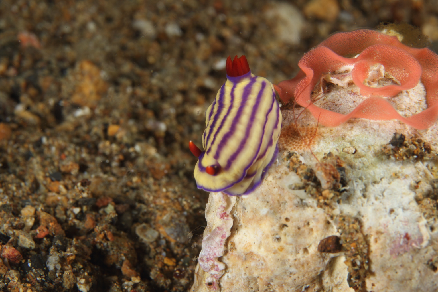 Beautiful Hypselodoris (Nov 3, 2014)