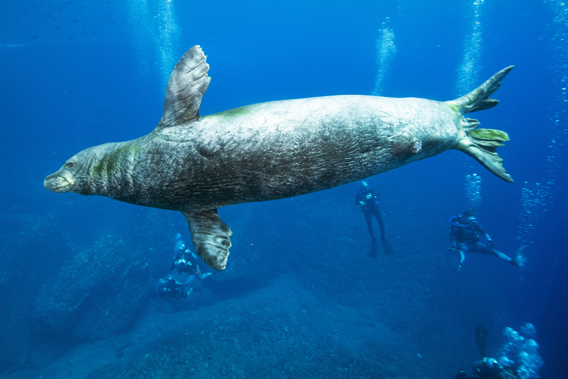 Monk Seal (Sep 10, 2024)