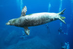 Monk Seal