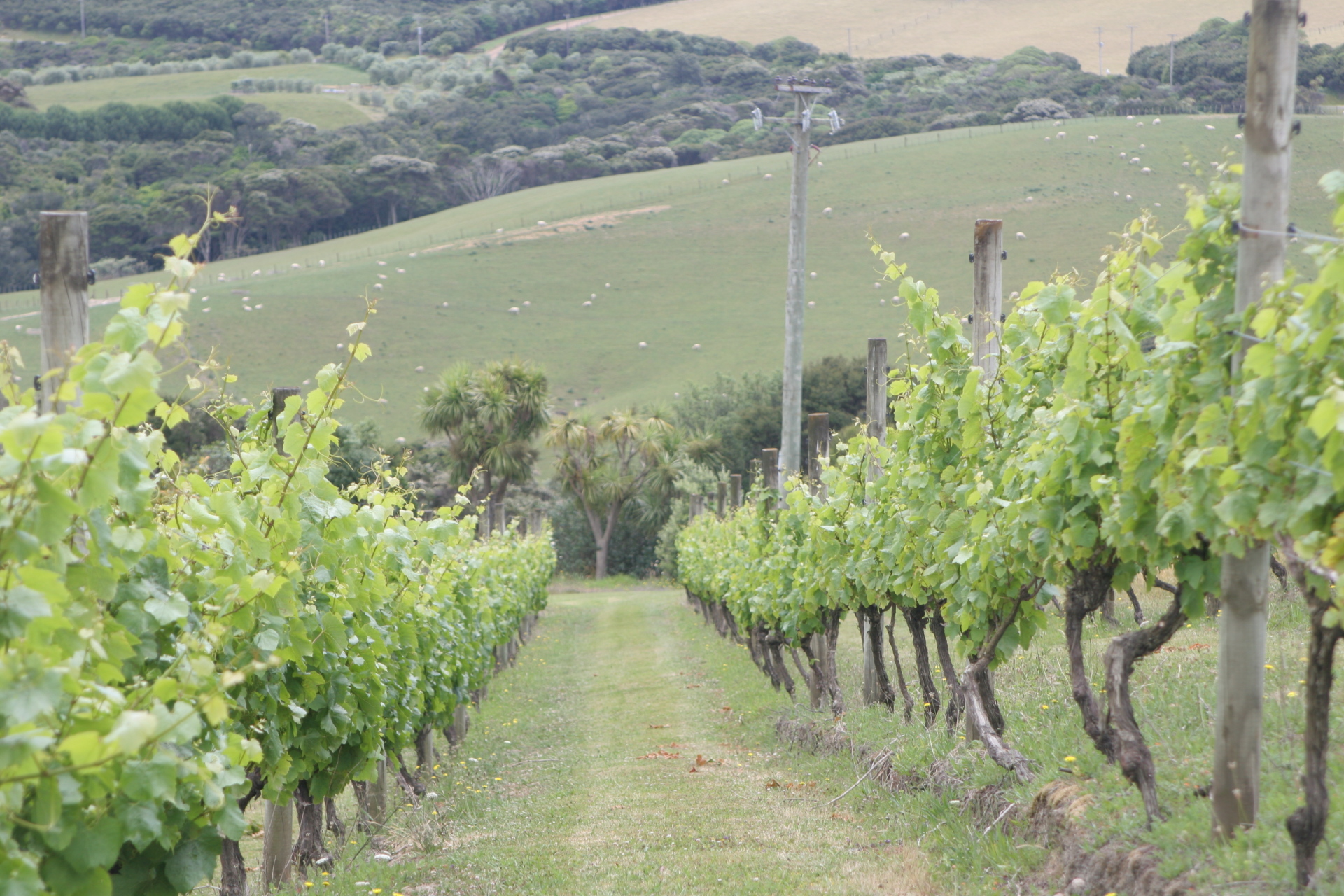 Vineyard on Waiheke (Dec 9, 2011)