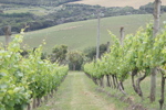 Vineyard on Waiheke