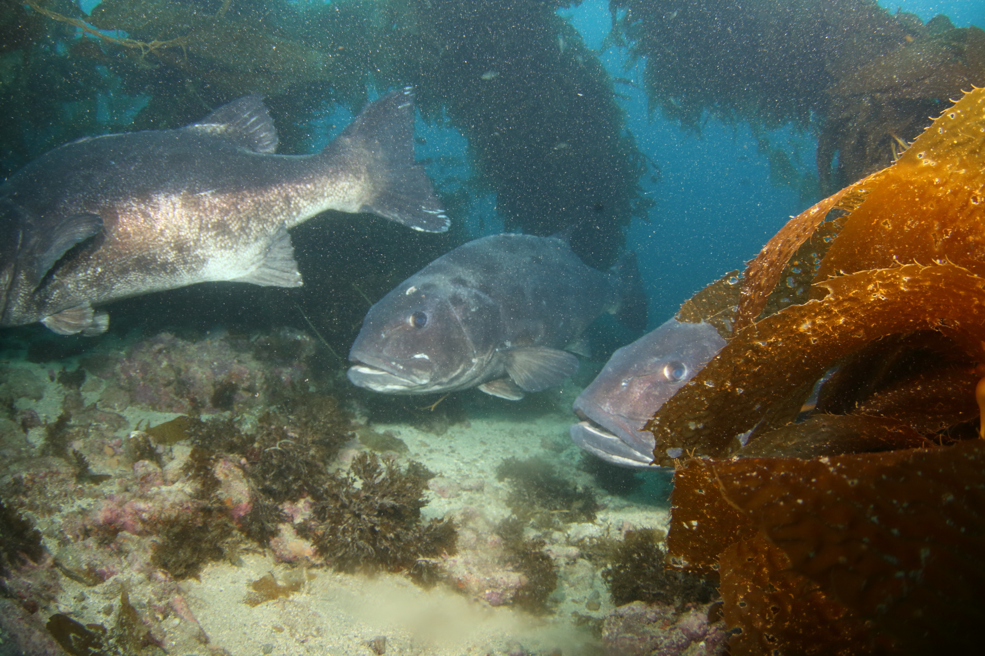 Three Giant Sea Bass (Sep 16, 2017)