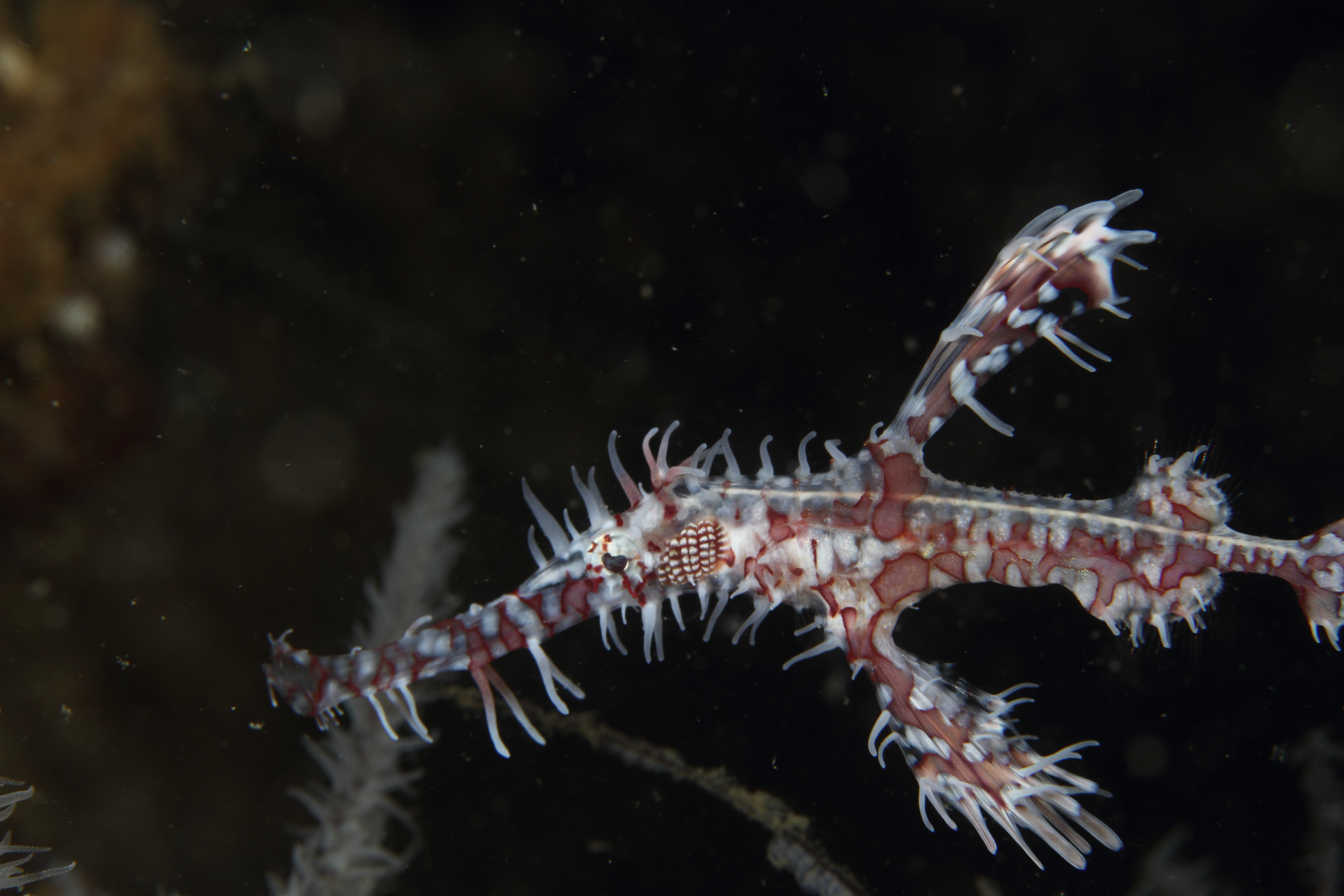 Ornate Ghost Pipefish (Oct 28, 2014)