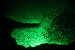 Bioflourescent Coral