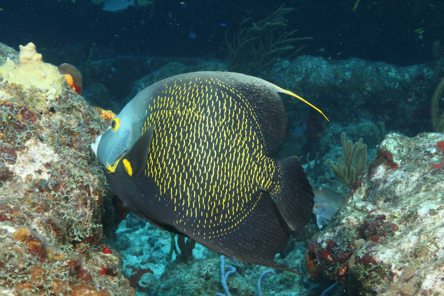 French Angelfish (Jun 12, 2017)