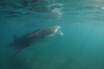 Whale Shark