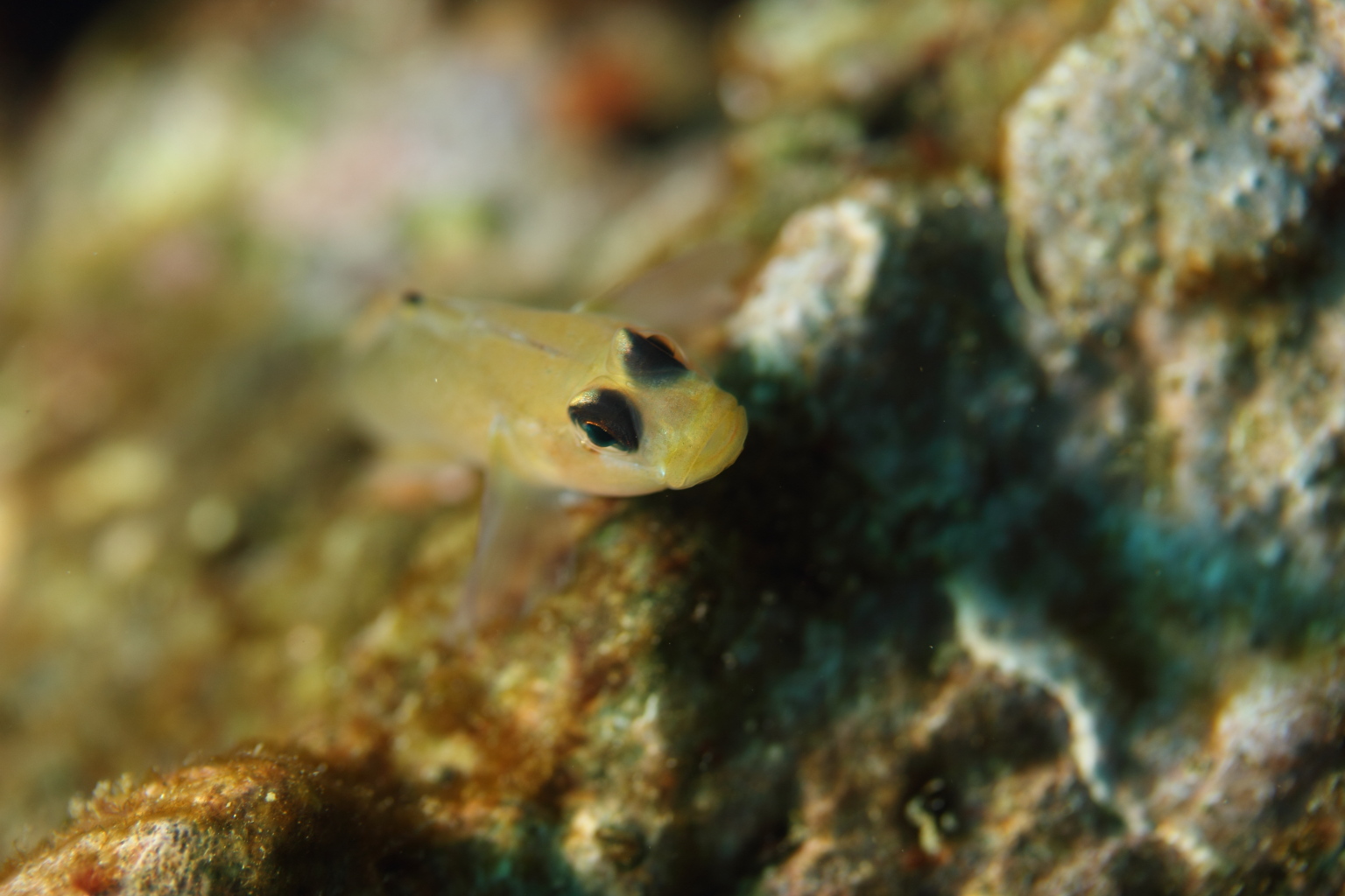 Goby (Mar 9, 2014)