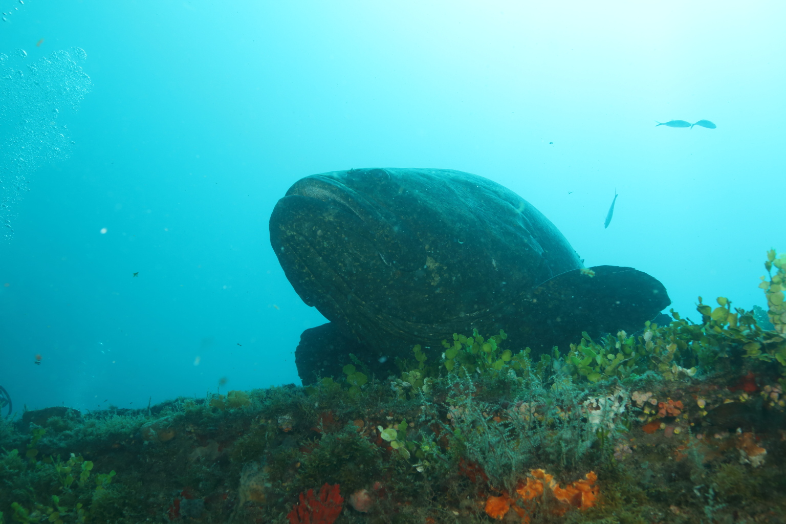 Goliath Grouper (Jun 24, 2019)