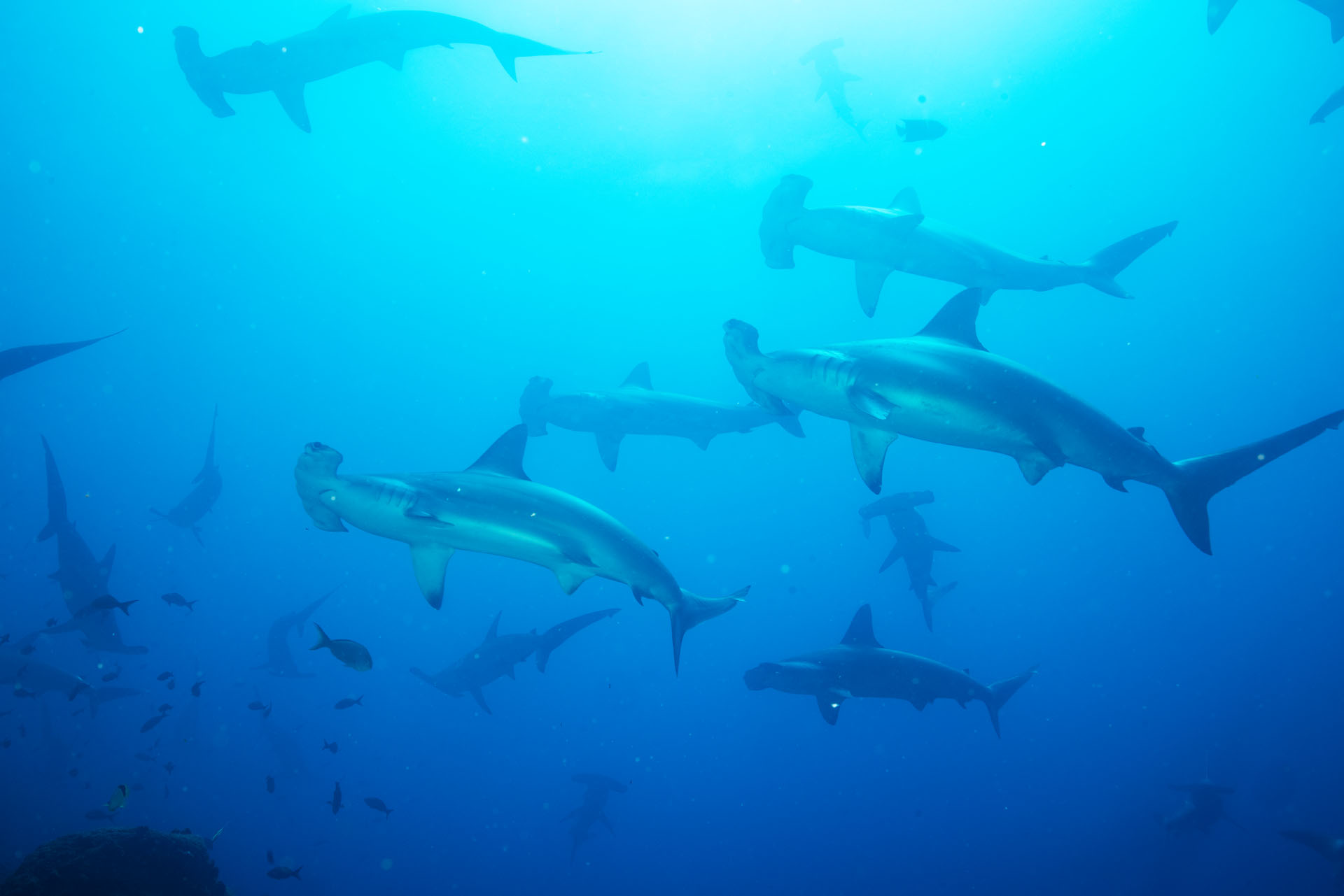 Scalloped Hammerhead Sharks (May 28, 2024)
