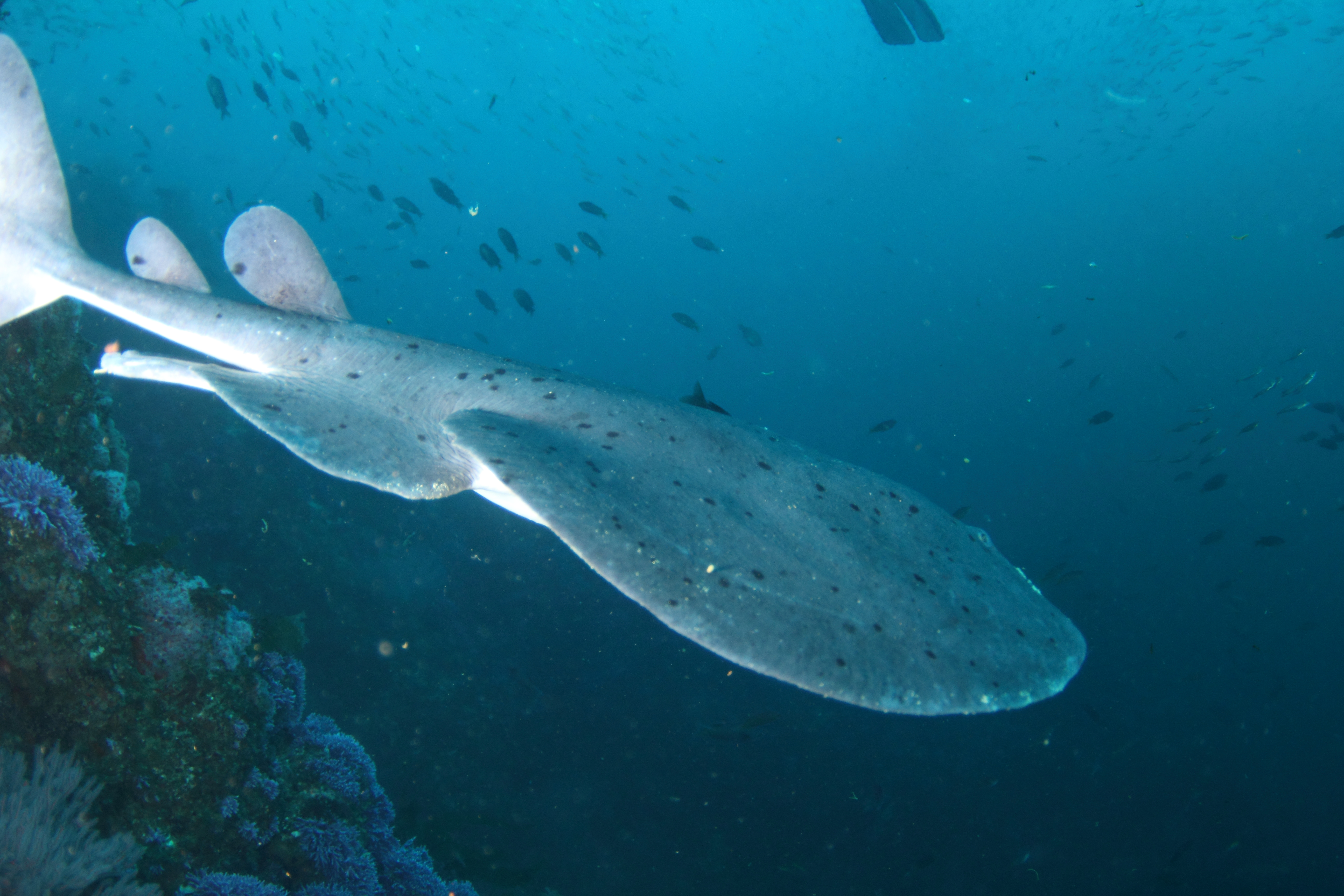 Torpedo Ray (Aug 10, 2014)