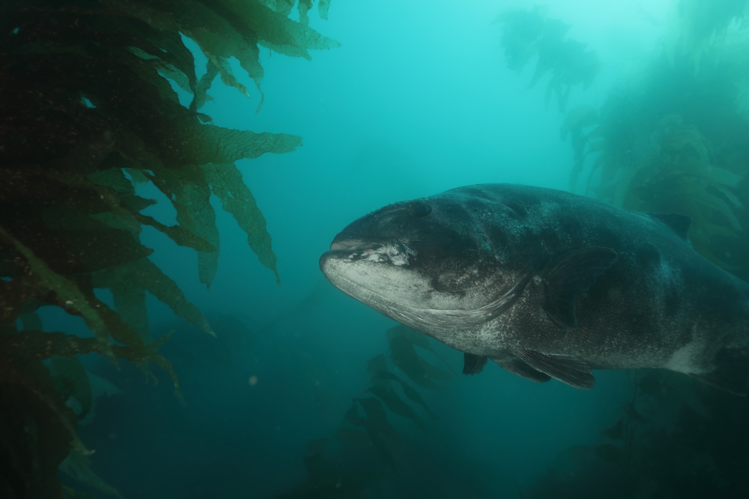 giant Sea Bass (Jun 13, 2020)