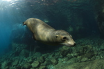 Sea Lion