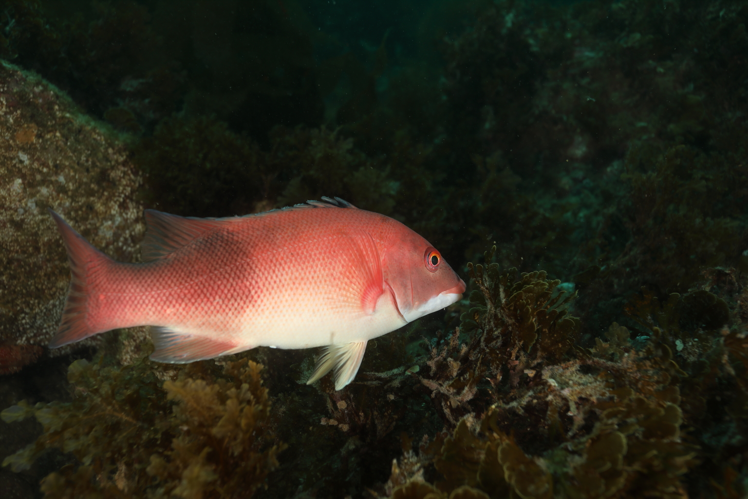 Sheephead in Transition (Jun 13, 2020)