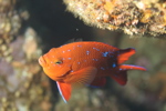 Juvenile Garibaldi