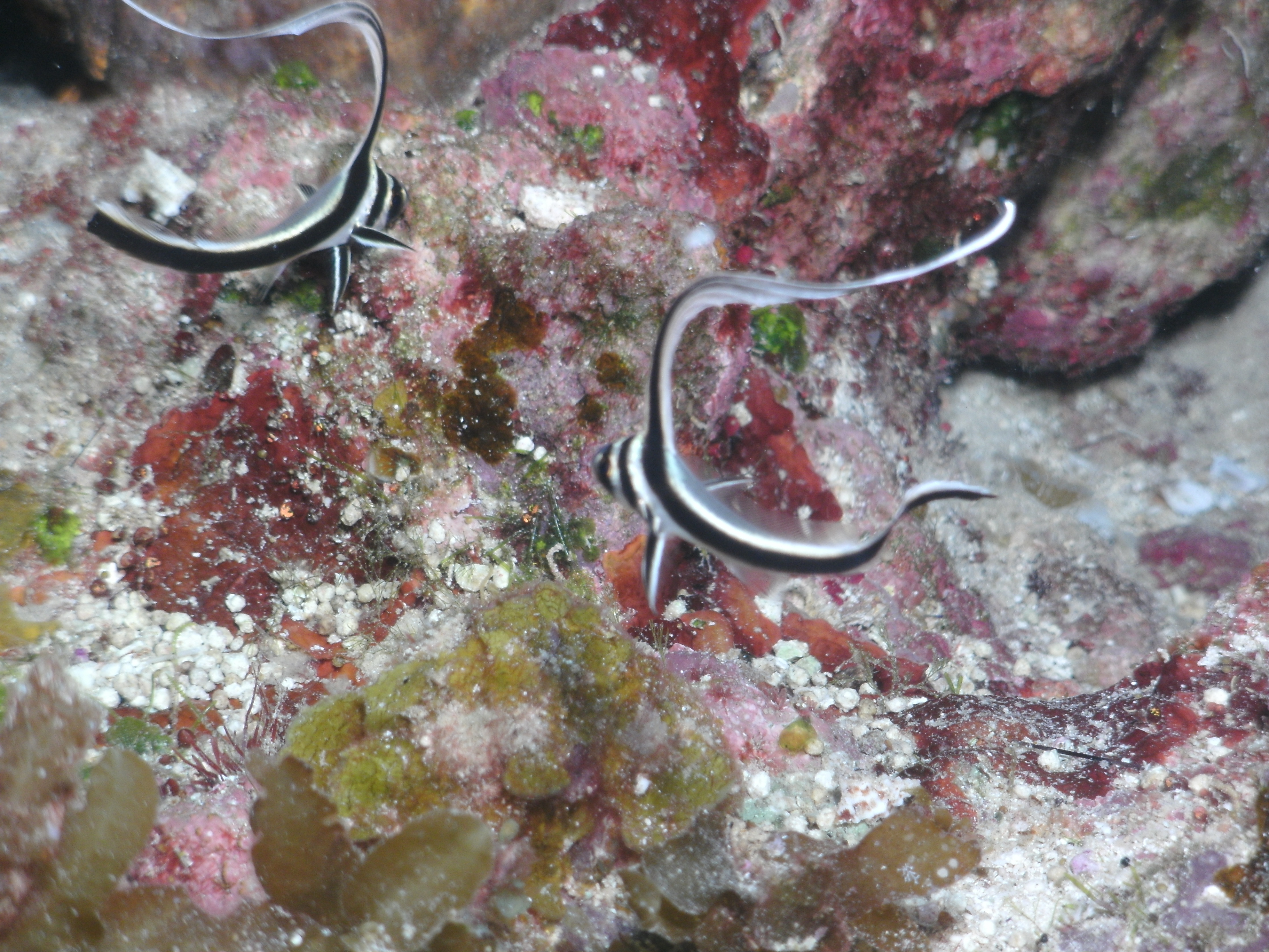 Two Juvenile Spotted Drum (May 8, 2012)
