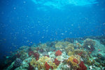 Reef with large schools of fish