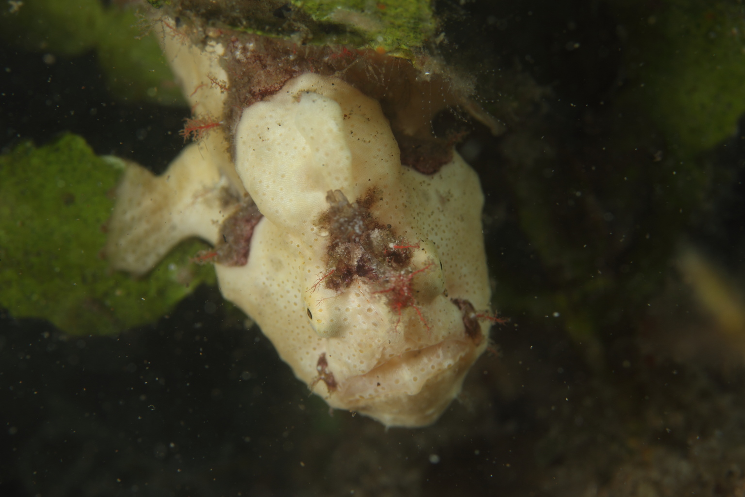 Painted Frogfish (Nov 2, 2014)