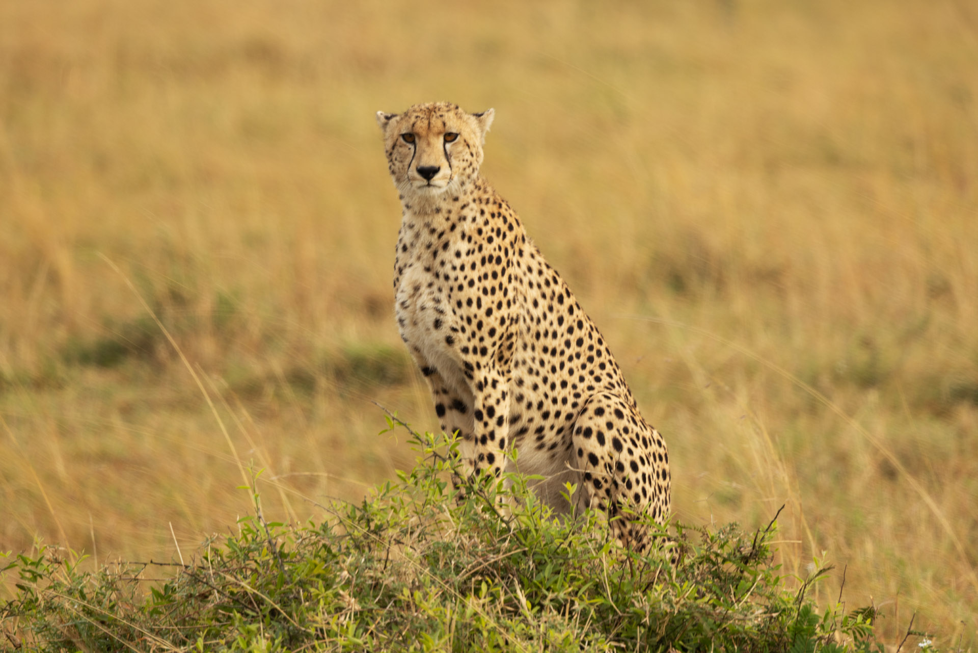 Cheetah Looking for Breakfast (Sep 27, 2025)