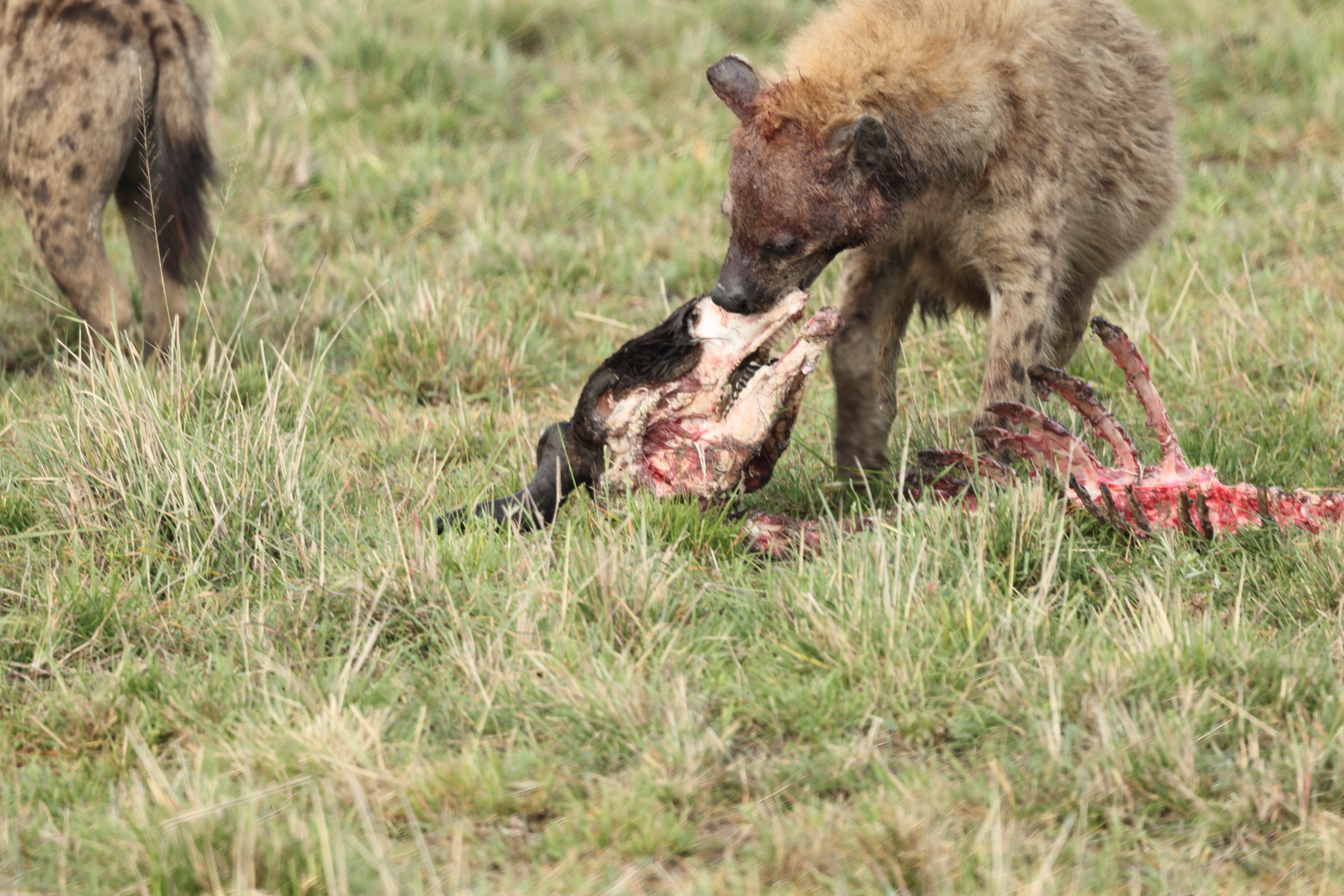 Hyaenas eat wildebeest carcass (Sep 30, 2025)