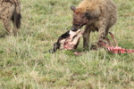 Hyaenas eat wildebeest carcass