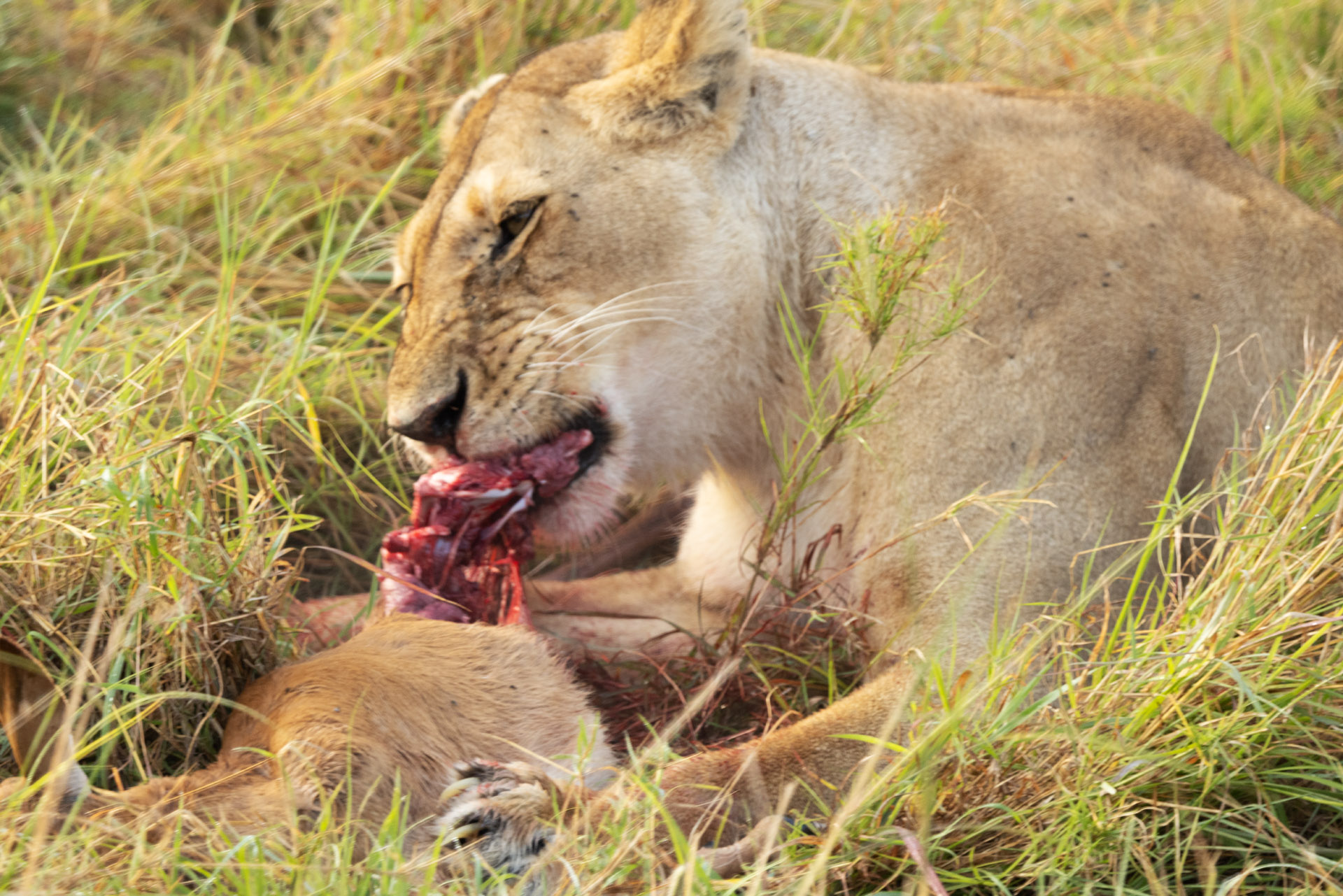Lion Eating Baby Topi (Sep 30, 2025)