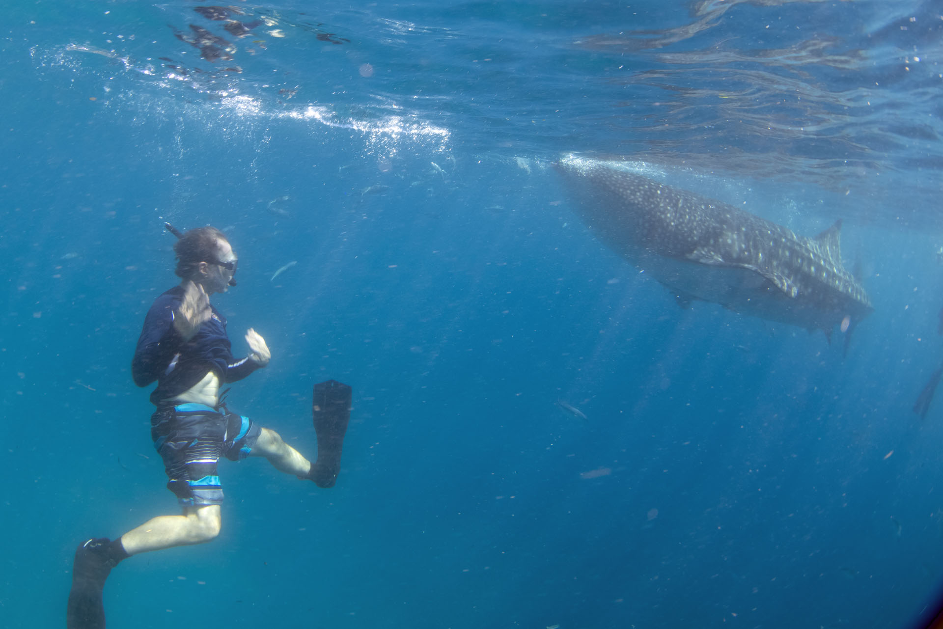 Swimming with Whale Sharks (May 1, 2023)