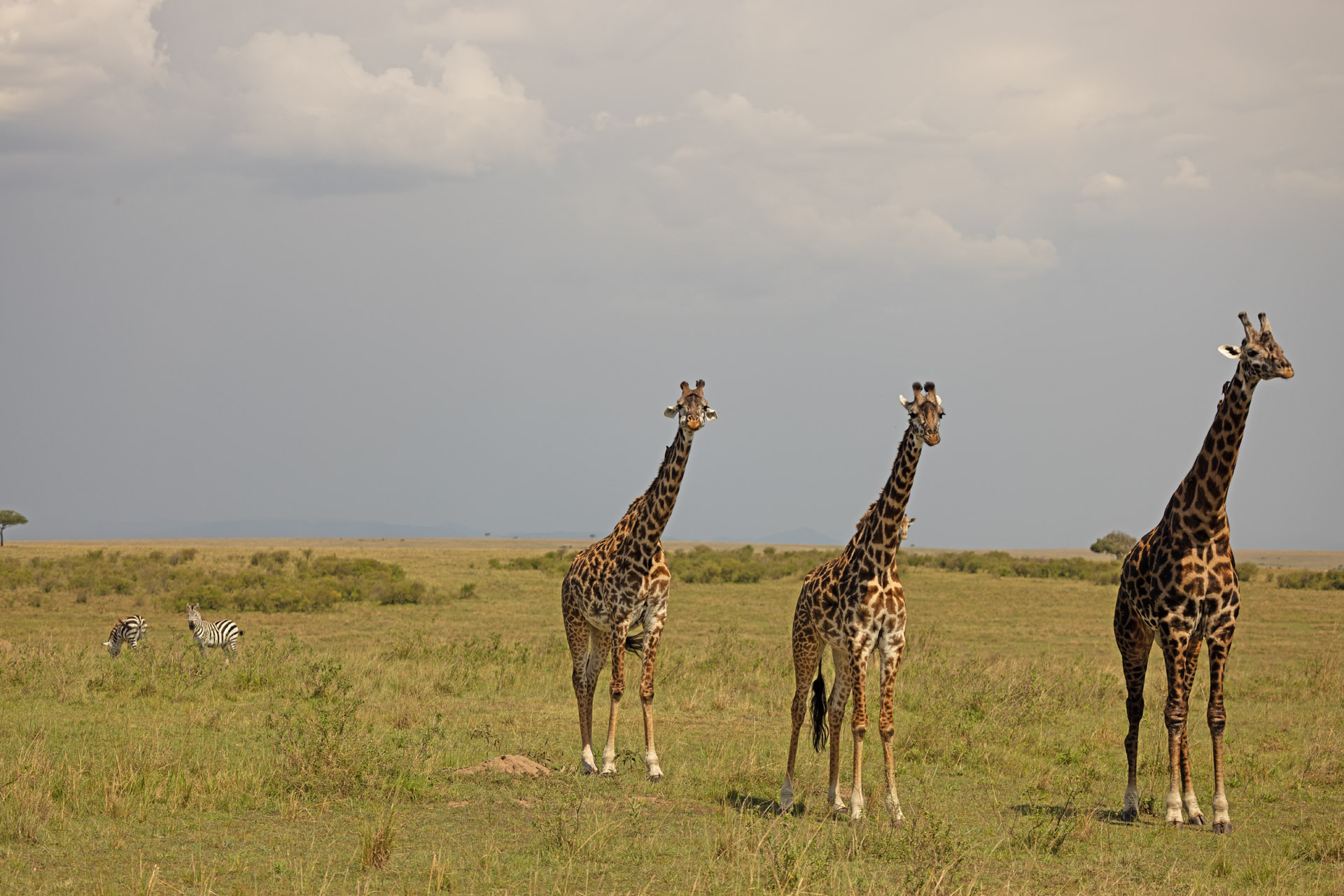 Maasai Giraffe (Sep 29, 2025)