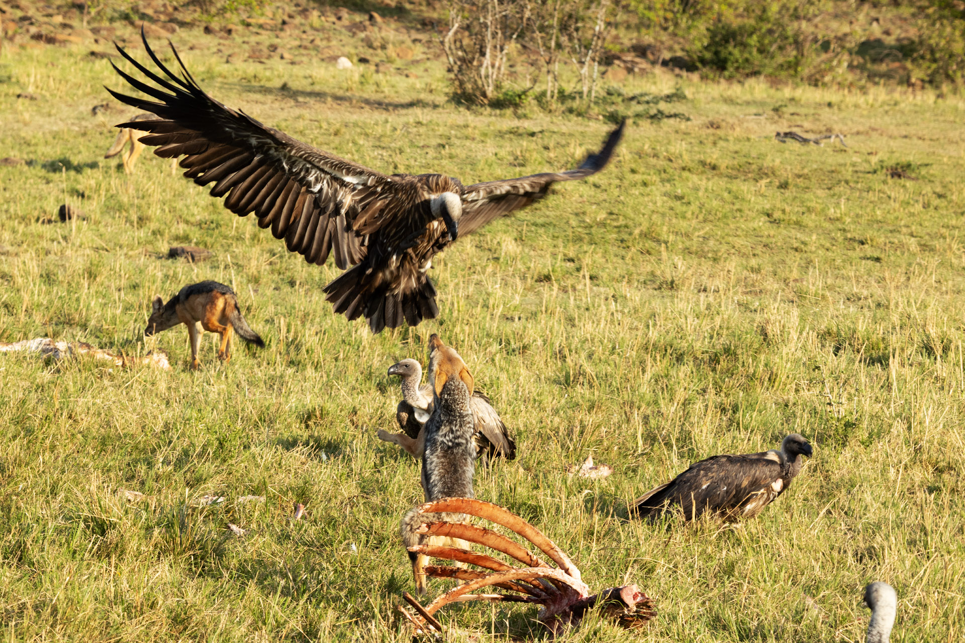 Jackal Vulture Fight (Sep 28, 2025)